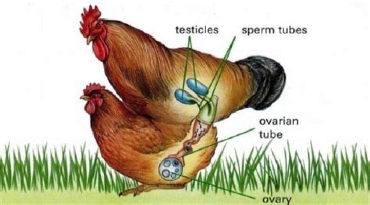 How Do Chicken Eggs Get Fertilized: A Comprehensive Guide